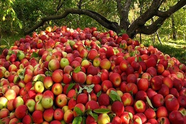سیب آذربایجان غربی روی دست باغداران ماند